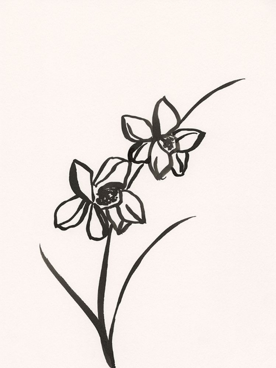 Picture of INK BOTANICAL SKETCH XII