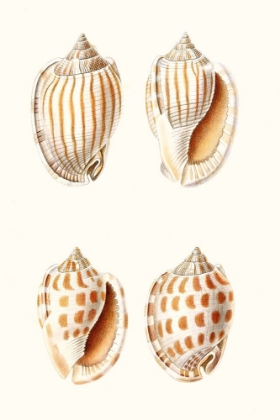 Picture of LAMARCK SHELLS I