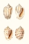 Picture of LAMARCK SHELLS I