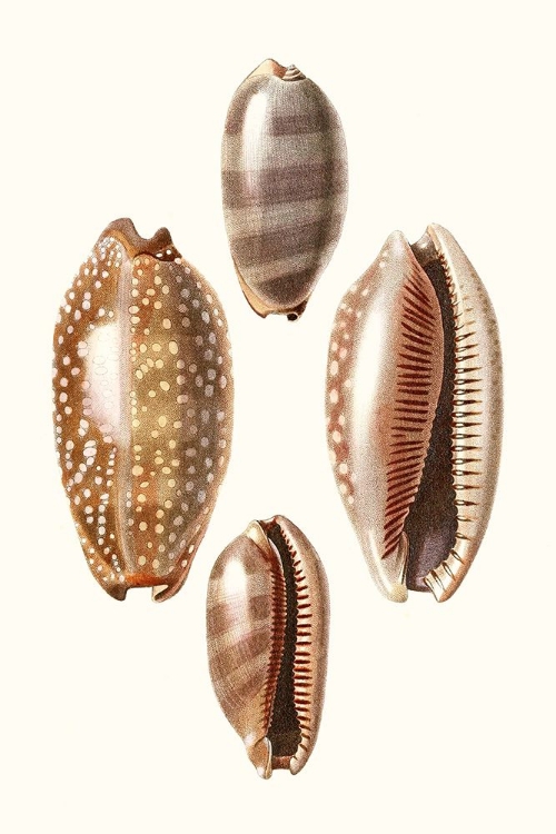 Picture of LAMARCK SHELLS II