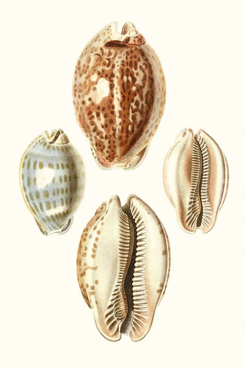 Picture of LAMARCK SHELLS III