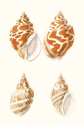 Picture of LAMARCK SHELLS IV