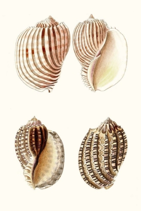 Picture of LAMARCK SHELLS V