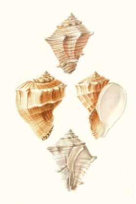 Picture of LAMARCK SHELLS VI