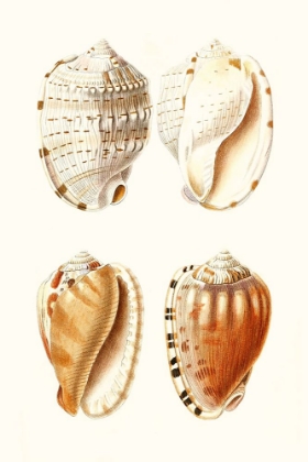Picture of LAMARCK SHELLS VII