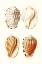 Picture of LAMARCK SHELLS VII