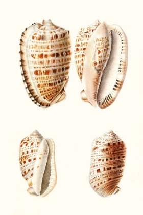 Picture of LAMARCK SHELLS VIII