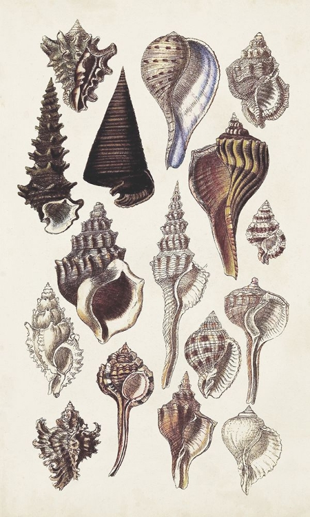 Picture of SEASHELL ARRAY I