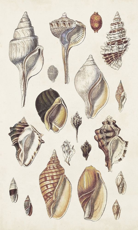 Picture of SEASHELL ARRAY II