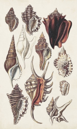 Picture of SEASHELL ARRAY III