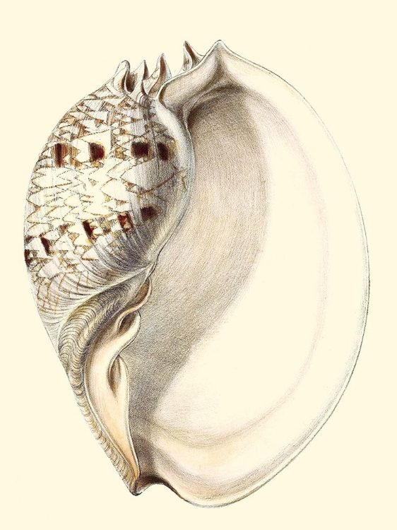 Picture of SPLENDID SHELLS I