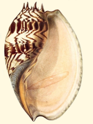 Picture of SPLENDID SHELLS II