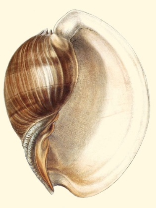 Picture of SPLENDID SHELLS III