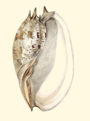 Picture of SPLENDID SHELLS IV