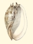 Picture of SPLENDID SHELLS IV