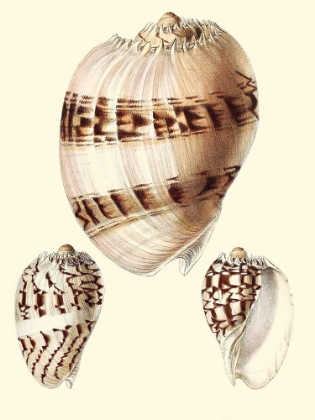 Picture of SPLENDID SHELLS V