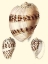 Picture of SPLENDID SHELLS V