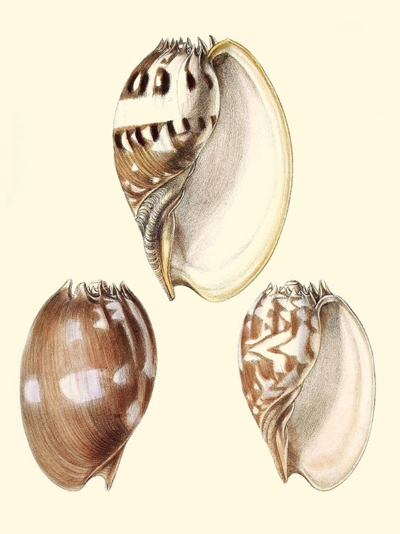 Picture of SPLENDID SHELLS VI