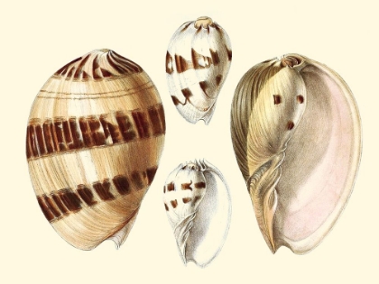 Picture of SPLENDID SHELLS VII