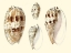 Picture of SPLENDID SHELLS VIII