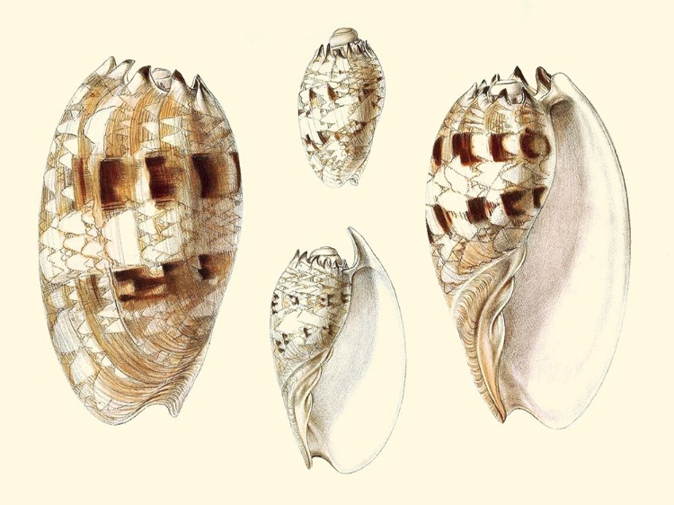 Picture of SPLENDID SHELLS VIII