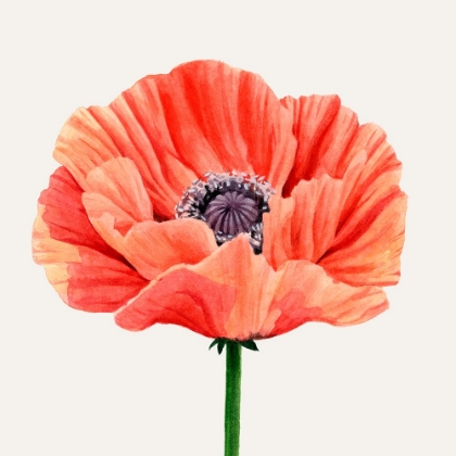 Picture of MAGNIFIED POPPY II