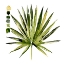 Picture of WATERCOLOR PALMETTO PALMS I