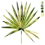 Picture of WATERCOLOR PALMETTO PALMS II