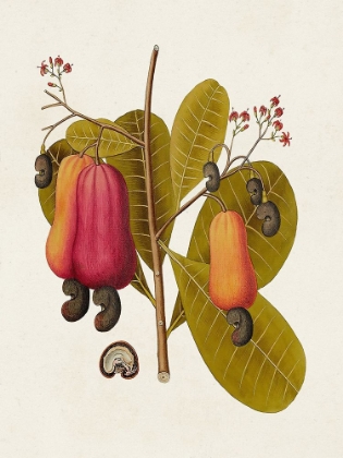 Picture of EXOTIC BOTANICALS I