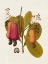 Picture of EXOTIC BOTANICALS I