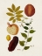 Picture of EXOTIC BOTANICALS III