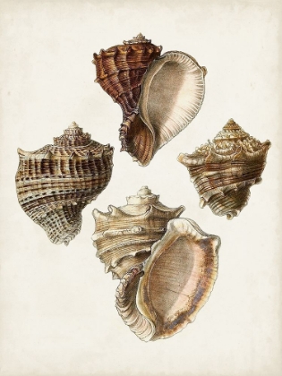 Picture of SOWERBY SHELLS I