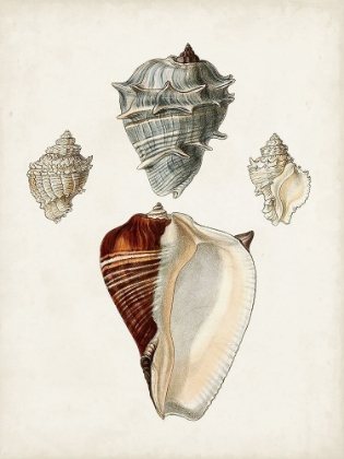 Picture of SOWERBY SHELLS II