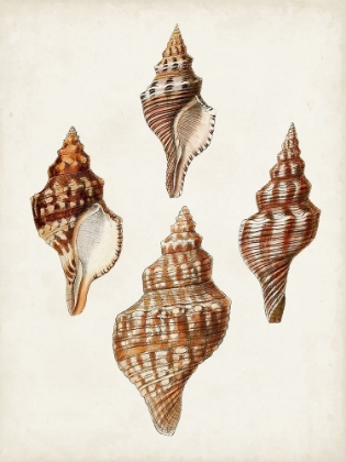 Picture of SOWERBY SHELLS IV
