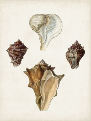 Picture of SOWERBY SHELLS VI