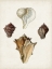 Picture of SOWERBY SHELLS VI