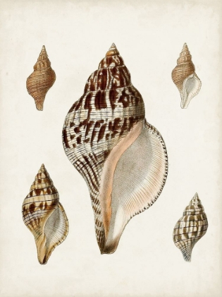 Picture of SOWERBY SHELLS VIII