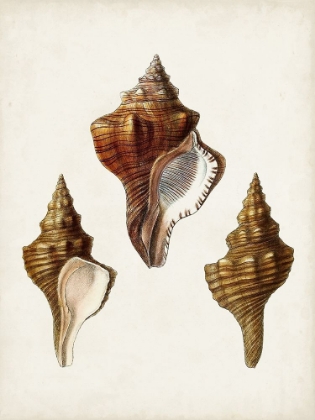 Picture of SOWERBY SHELLS IX