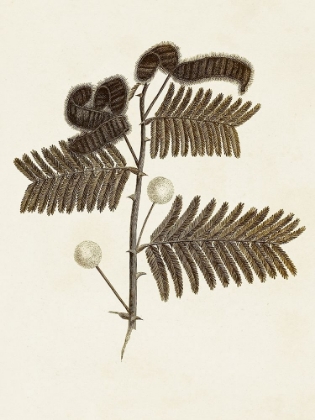 Picture of SEPIA BOTANICALS I