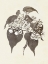 Picture of SEPIA BOTANICALS II
