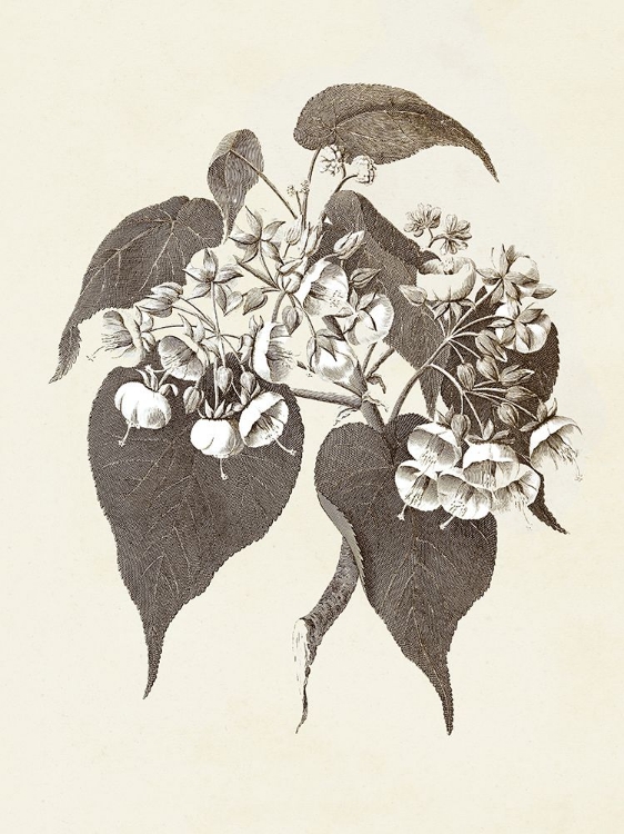 Picture of SEPIA BOTANICALS II