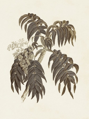 Picture of SEPIA BOTANICALS III