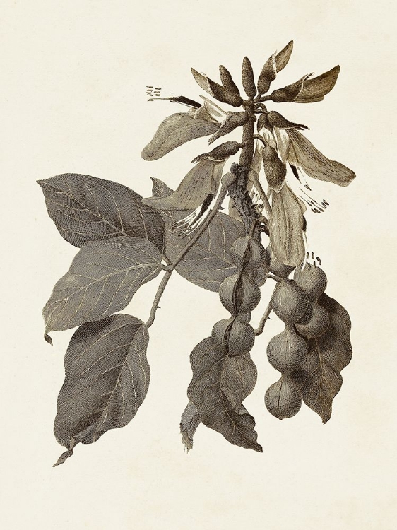 Picture of SEPIA BOTANICALS IV