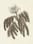 Picture of SEPIA BOTANICALS V