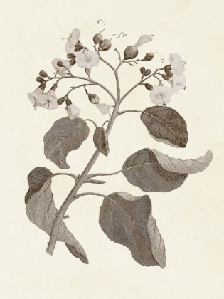 Picture of SEPIA BOTANICALS VII