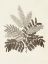 Picture of SEPIA BOTANICALS VIII