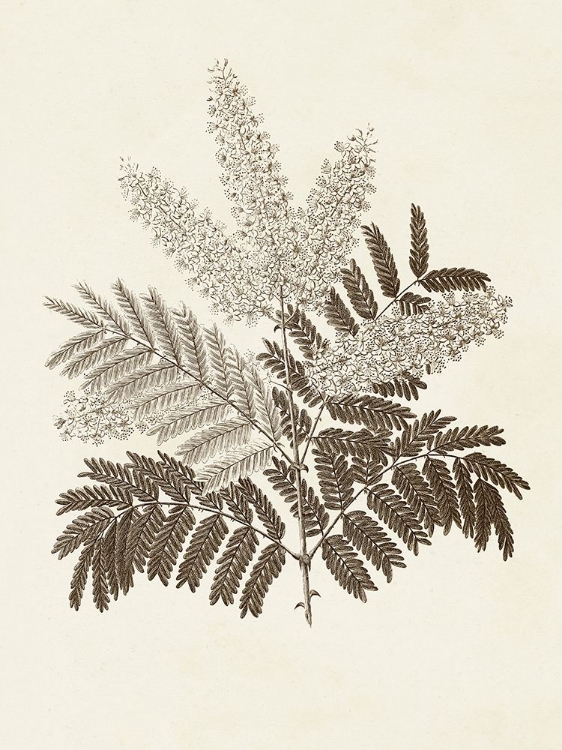 Picture of SEPIA BOTANICALS VIII