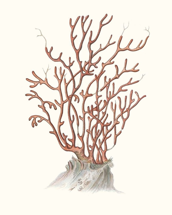 Picture of TERRA COTTA CORAL II