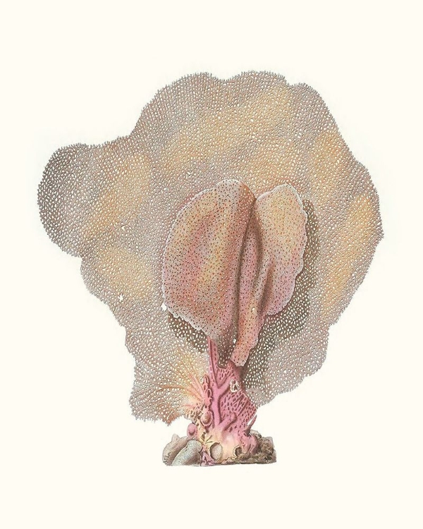 Picture of TERRA COTTA CORAL III
