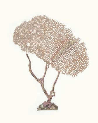 Picture of TERRA COTTA CORAL V